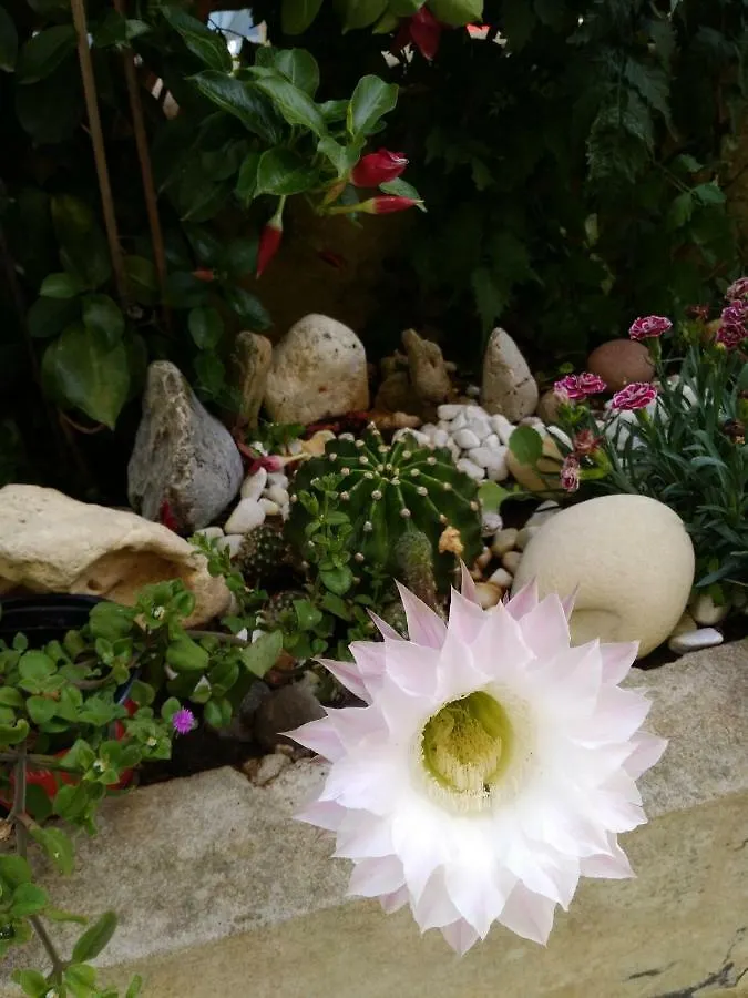 L'Hibiscus Di Lucia Villa Alghero